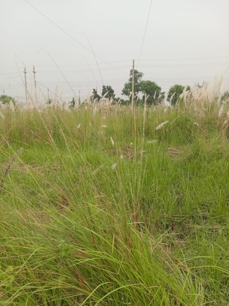 land for sale sector-17/G, Road-3,plot-10, uttara 3rd phase Dhaka.